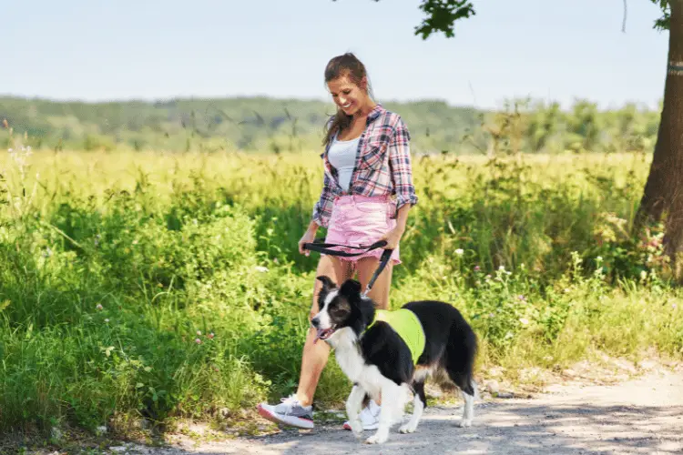 Woman walking a black and white dog wearing a vest on a sunny nature trail