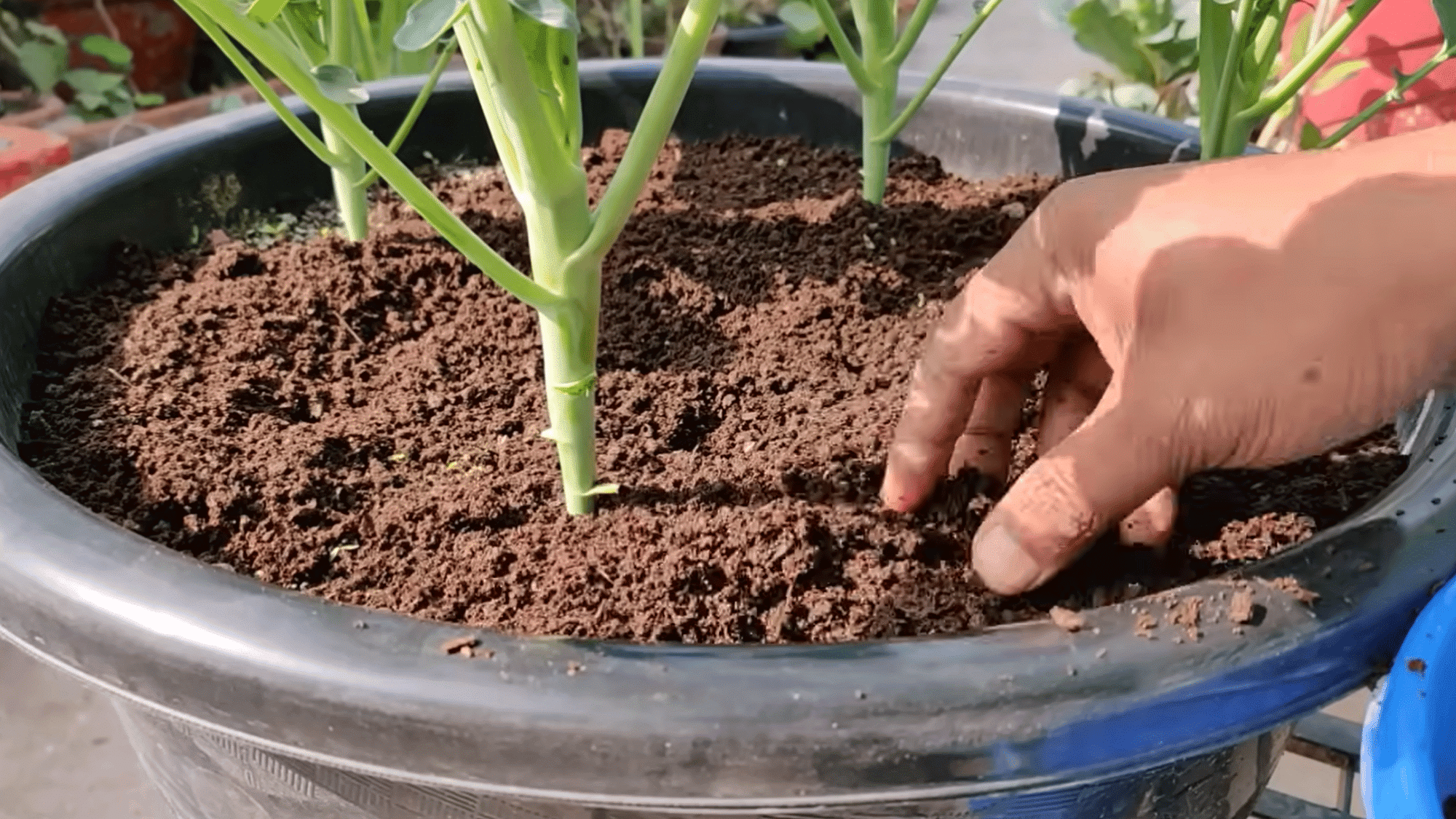 fertilizing broccoli plants regularly with balanced nutrients to support healthy leaves strong growth and developing heads