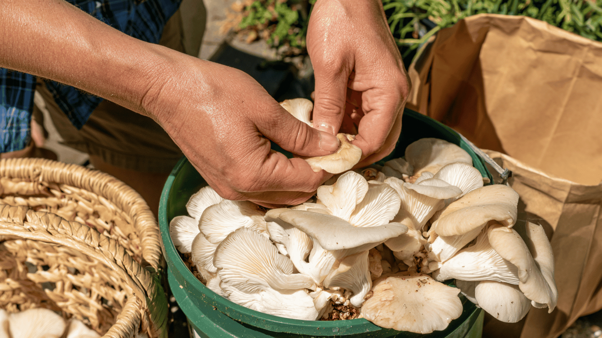 hands harvesting mature oyster mushrooms beside a paper bag ready for refrigerator storage