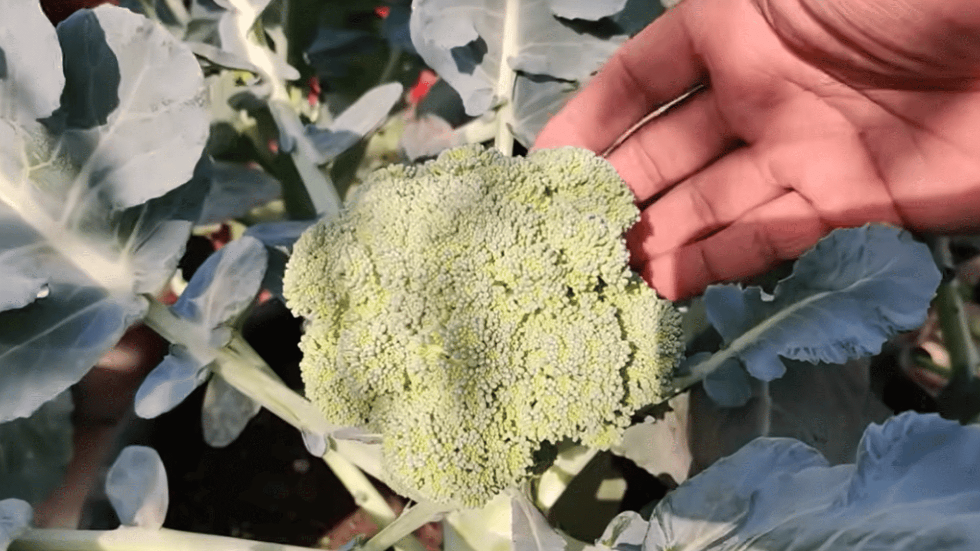 harvesting the main broccoli head and side shoots when firm and mature for fresh flavorful vegetables with continued growth