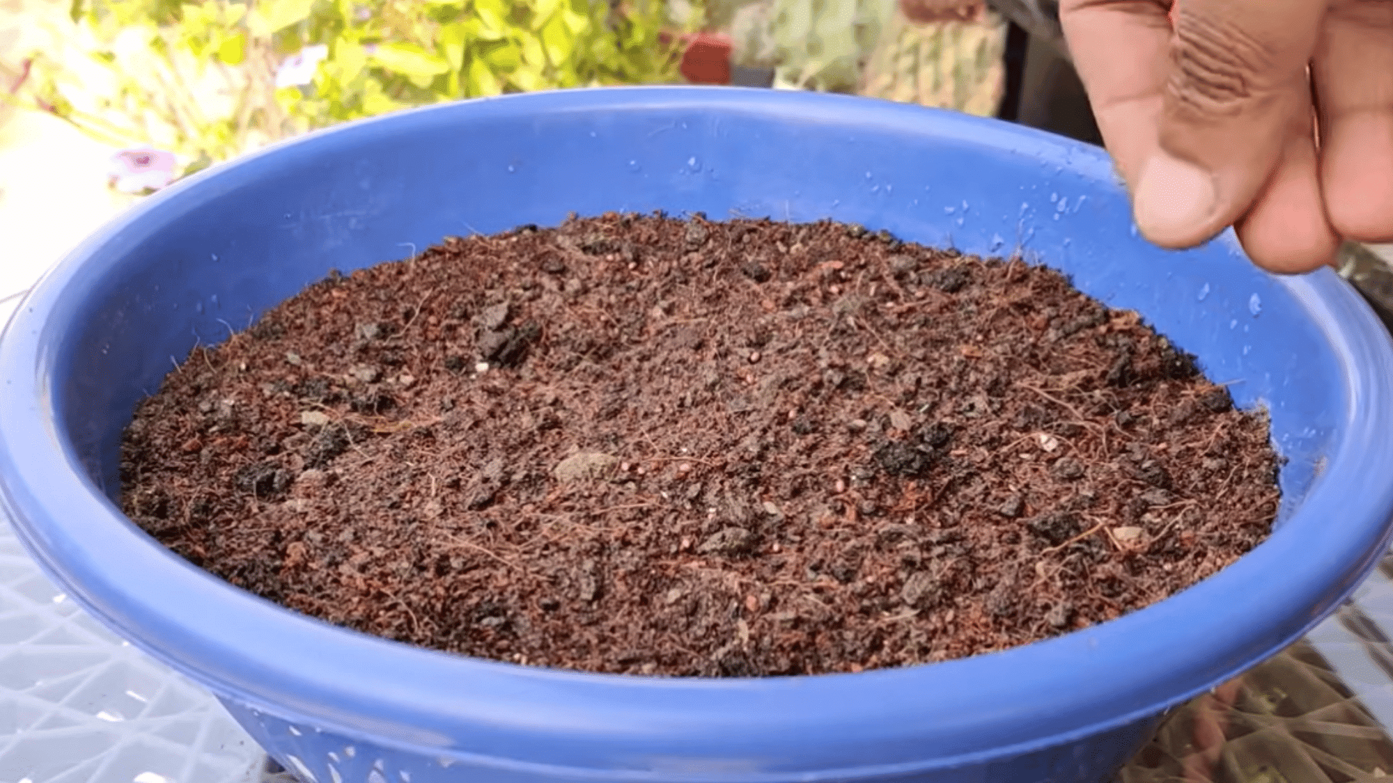 preparing nutrient rich soil and sowing broccoli seeds evenly in a container for healthy seedling growth
