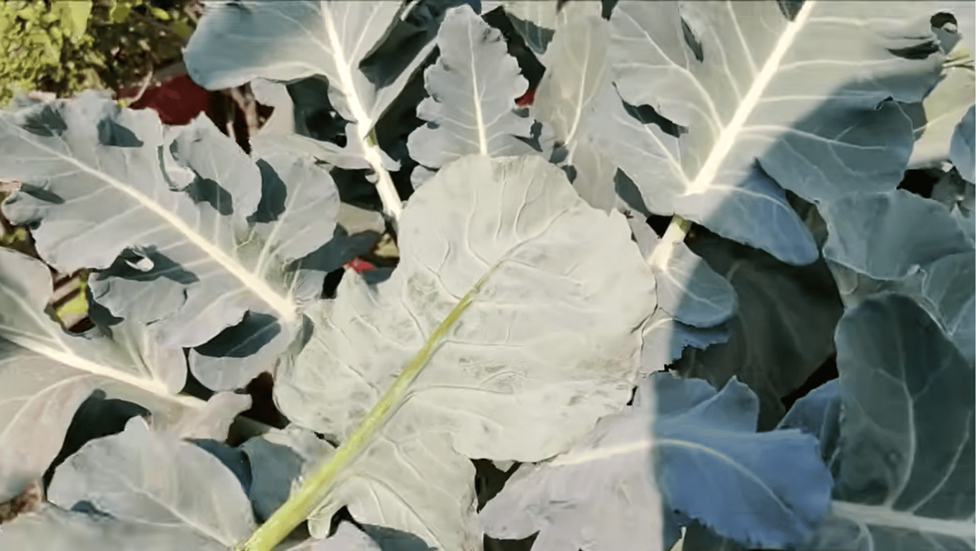 protecting the developing broccoli head from pests and damage while checking regularly for healthy growth and maturity