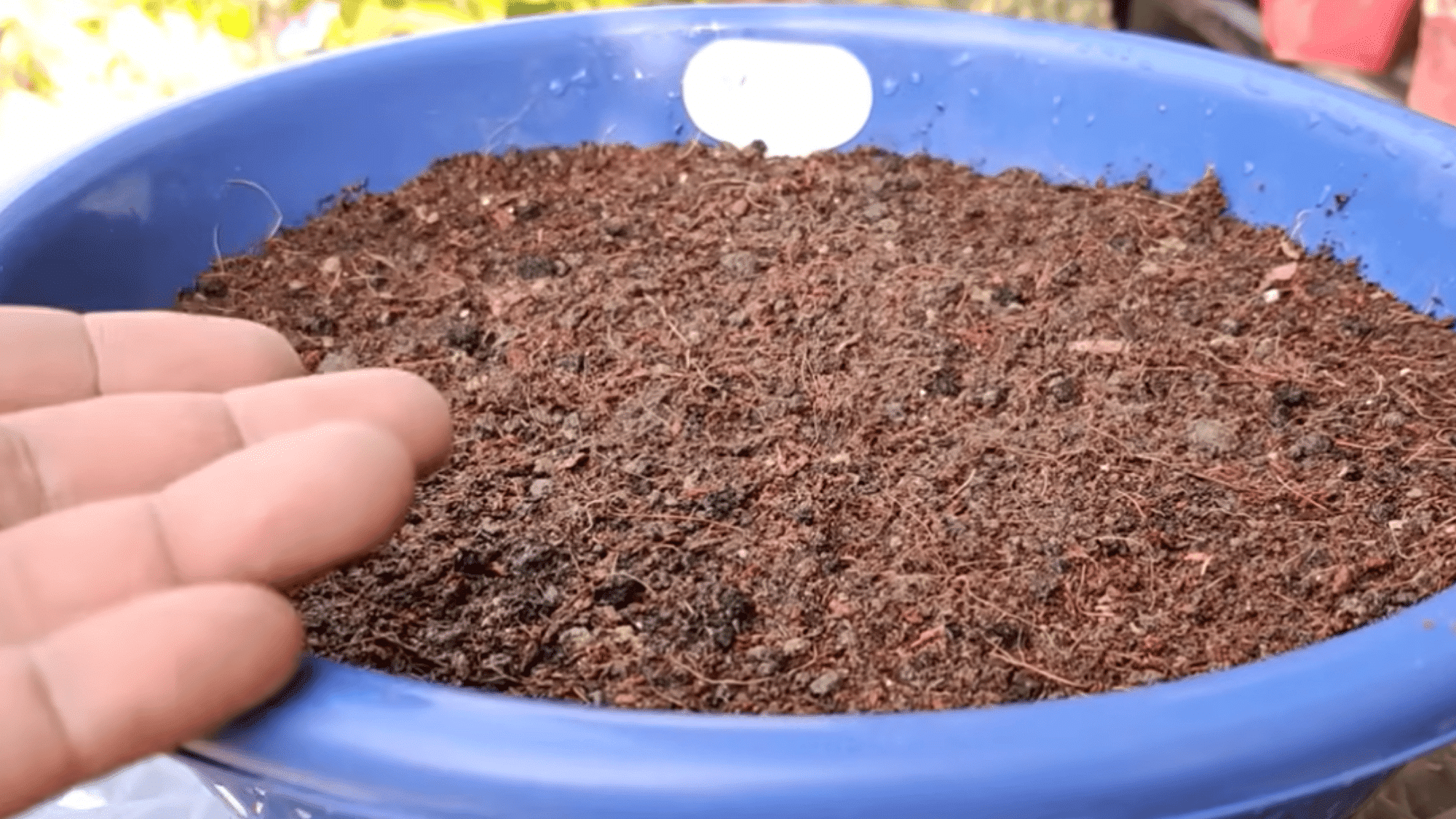 providing broccoli plants with adequate sunlight and consistent moisture to support healthy growth and strong development