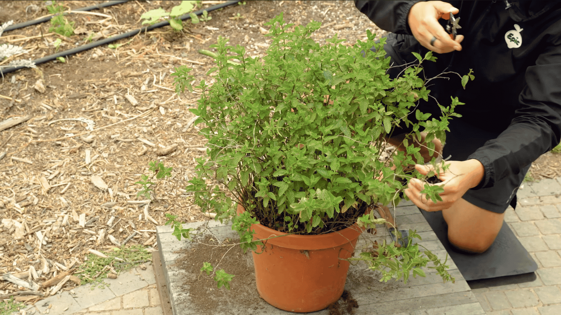 pruning mint stems above growth nodes to encourage fuller bushier growth and prevent tall leggy stems