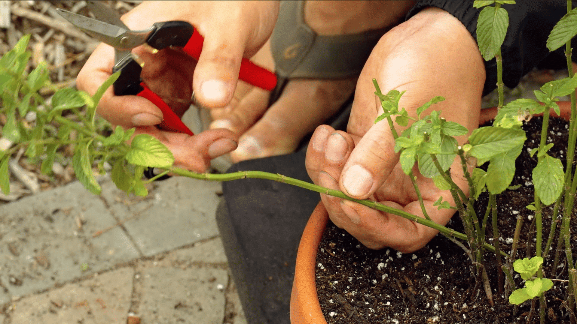 removing dead weak and overcrowded mint growth to improve airflow and keep the indoor plant tidy and healthy