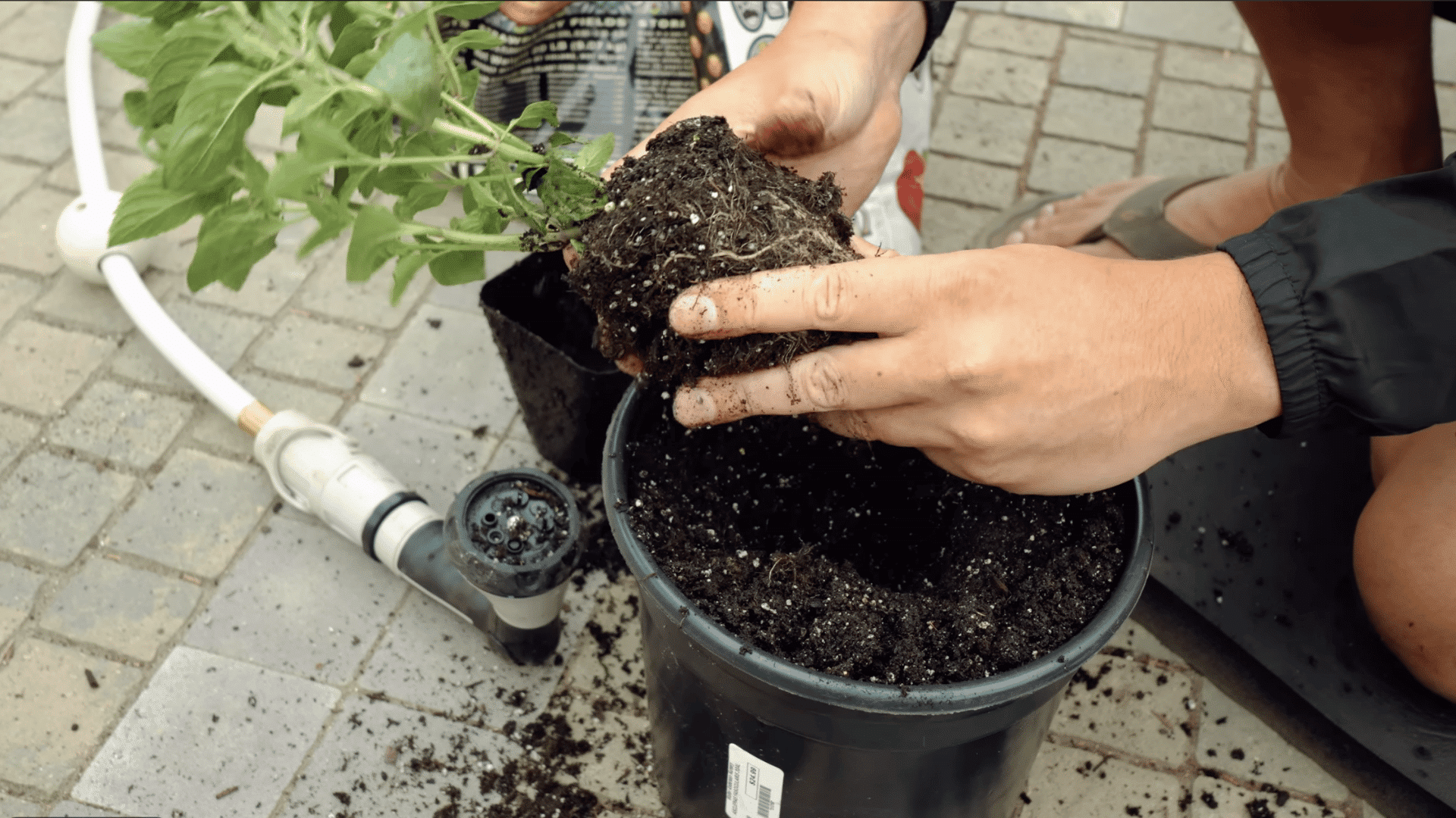 repotting indoor mint in fresh potting mix while loosening crowded roots and centering the plant in the pot
