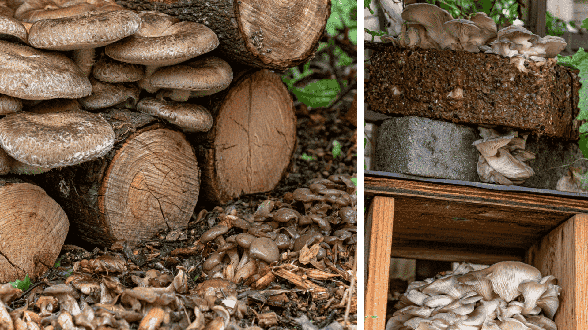 shiitake logs wine cap wood chips and indoor mushroom blocks shown in natural growing settings
