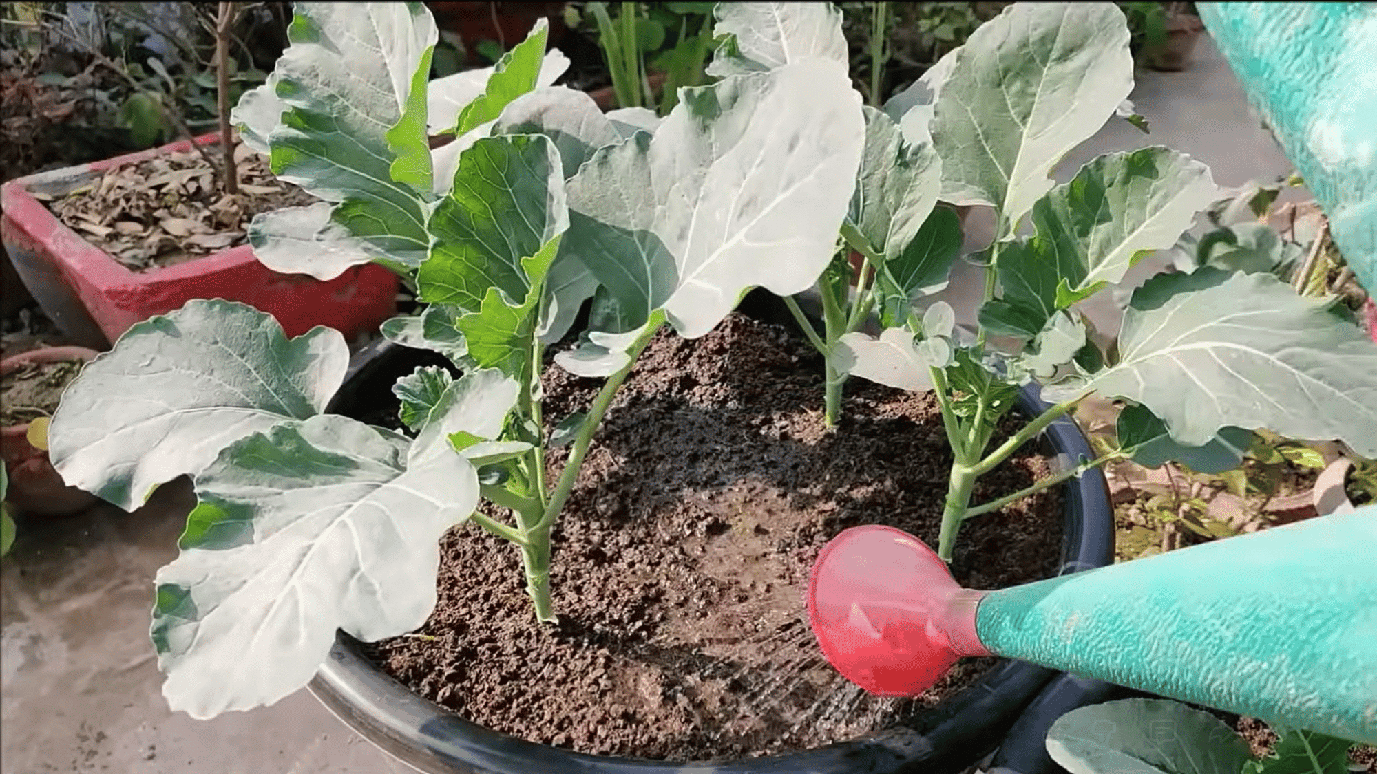 supporting broccoli head formation with consistent moisture nutrients sunlight and proper care throughout the growing season
