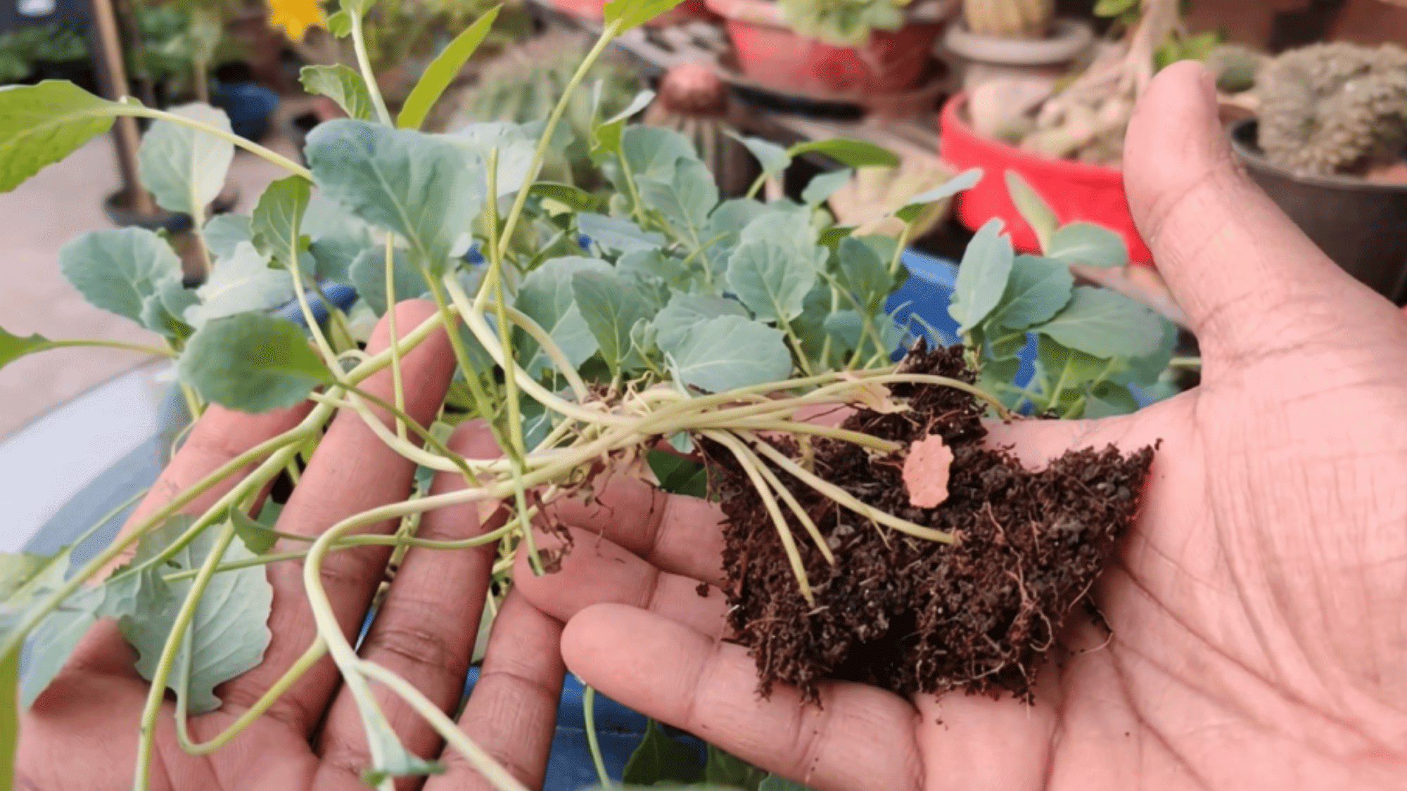 transplanting broccoli seedlings into larger containers with enough space between plants for healthy growth and airflow