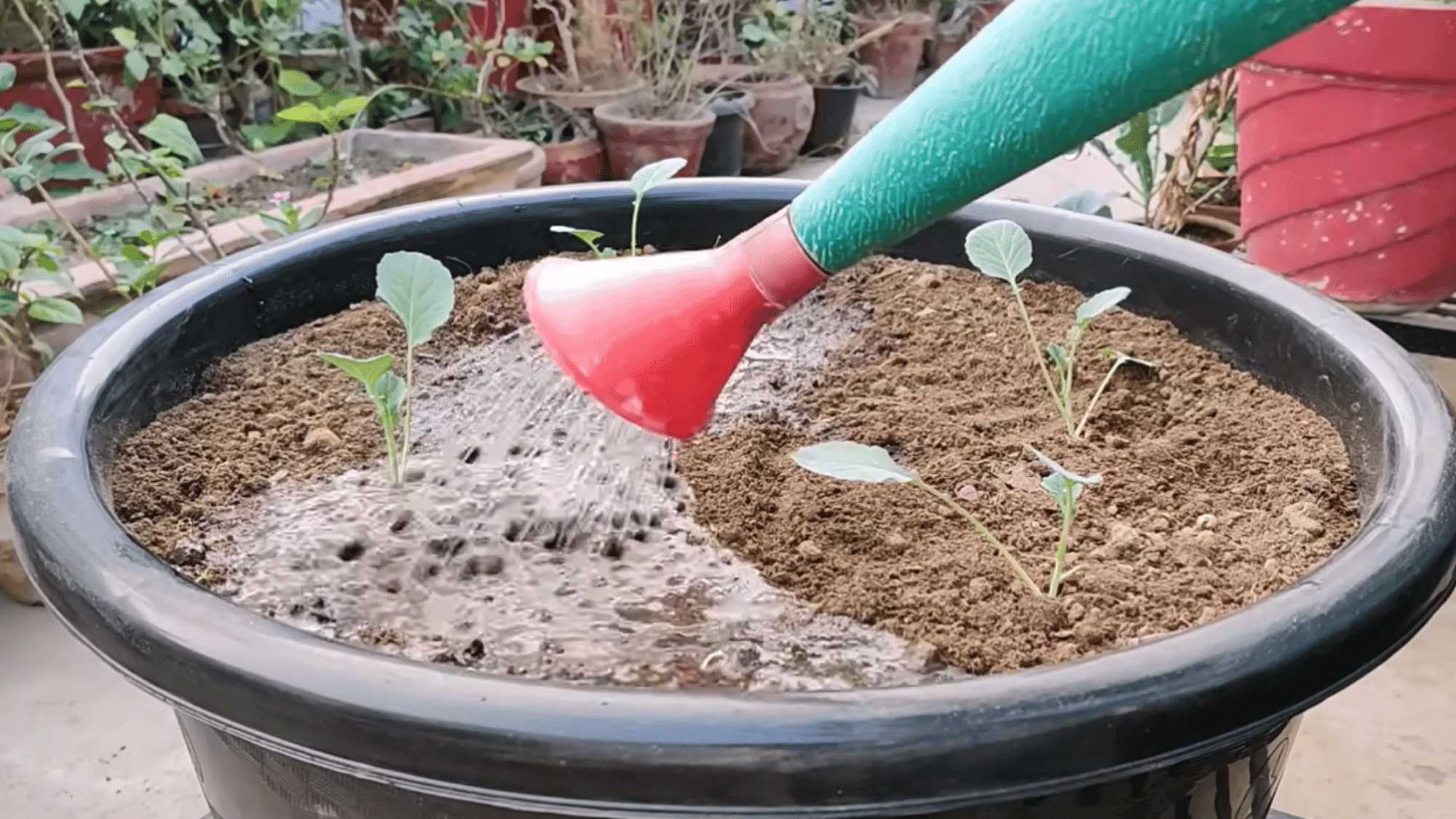 watering growing broccoli plants regularly and caring for them with proper moisture sunlight and nutrients for healthy growth