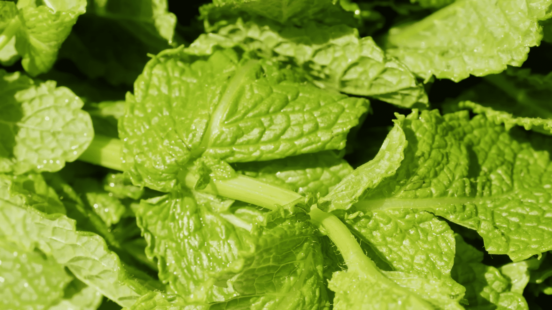 watering indoor mint thoroughly and placing the pot in good light to support healthy steady growth