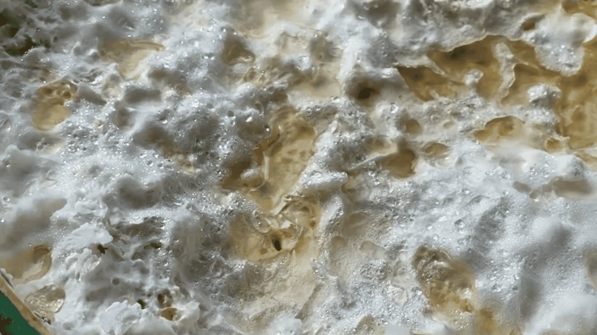 white oyster mushroom mycelium spreading across damp aspen shavings during bucket colonization