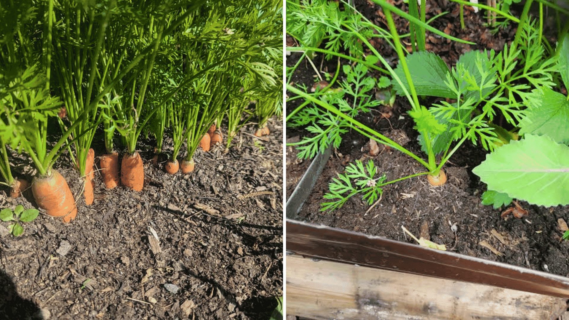 carrot plants growing in garden soil with orange roots visible beside young leafy carrot seedlings