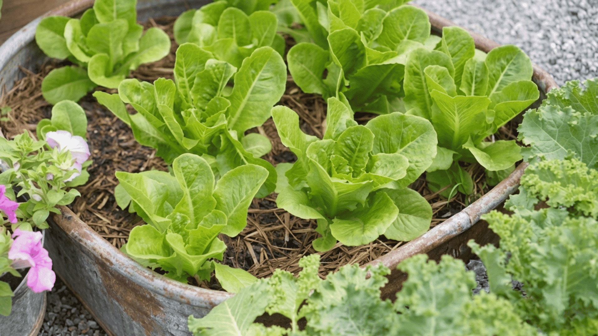 fresh green lettuce growing in a rustic container garden alongside kale and colorful flowers