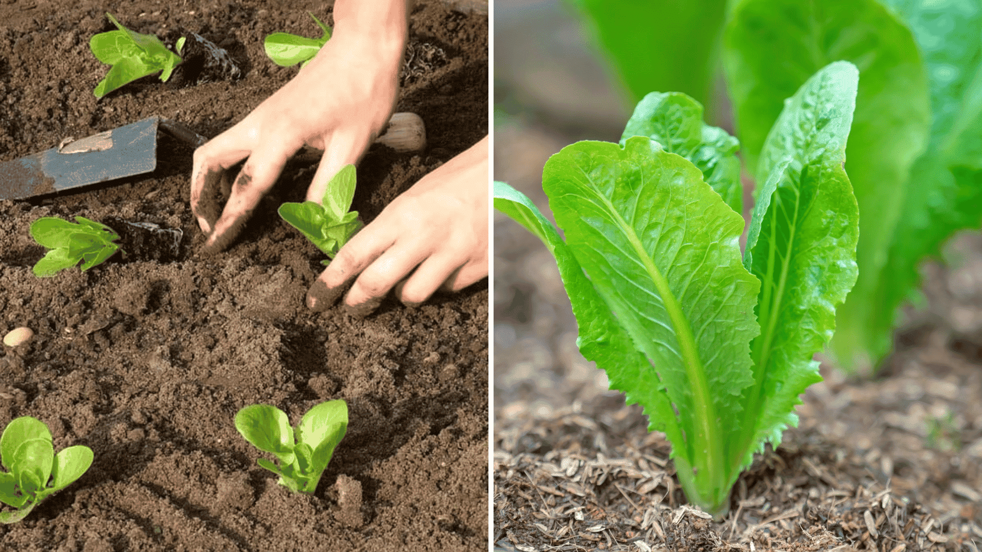 split screen image showing lettuce growth stages on left small lettuce seedlings and on the right closeup of lettuce