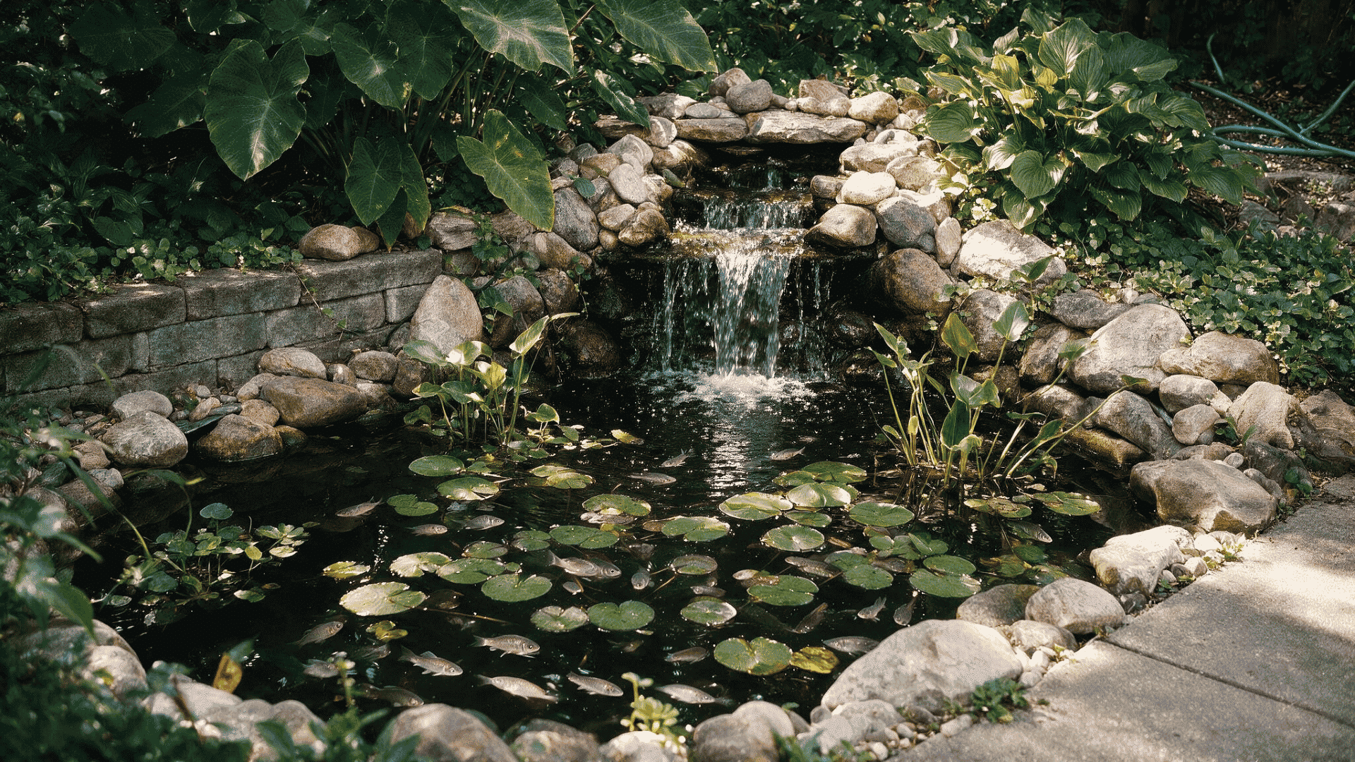 backyard koi pond with cascading rock waterfall water lilies and lush greenery