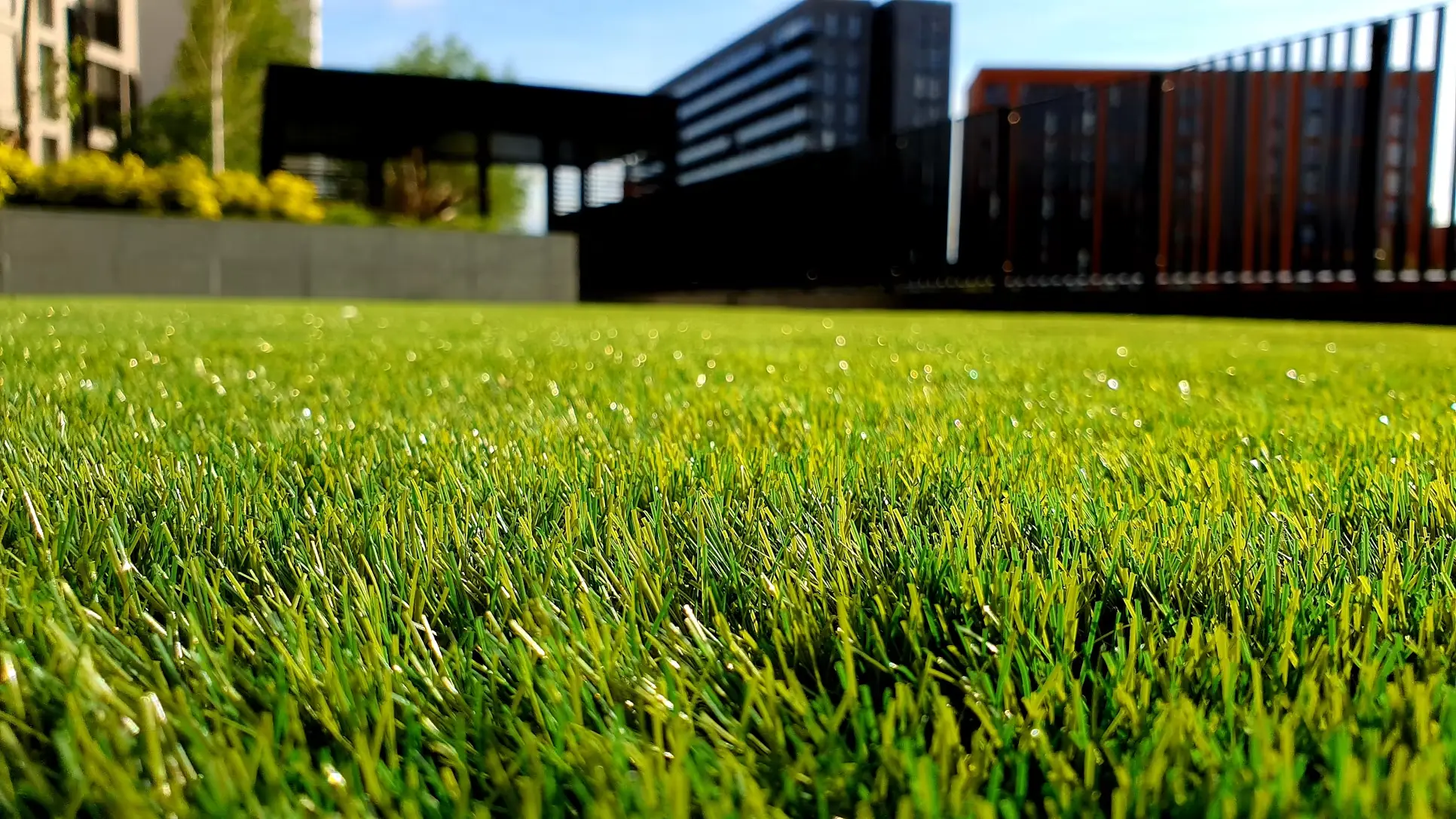 Close-up of a lush green lawn in urban outdoor setting with modern buildings in background